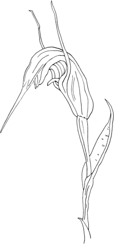 Summer Greenhood Pterostylis Decurva Coloring Page